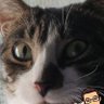 Binary Flaw's profile picture