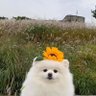 Onusa profil fotoğrafı