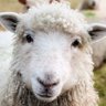 GrandLamb's profile picture