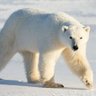 President of Greenland's profile picture
