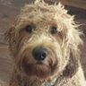Julia Blake's profile picture
