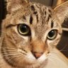 Mii(Masaki) profil fotoğrafı
