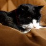 ただのねこ好き's profile picture