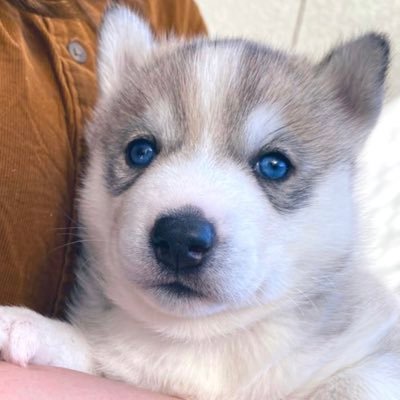 husky_rokka's profile picture