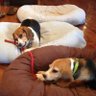 Dad to two beagles's profile picture