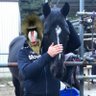 かわいがり親方(牡)17歳 profil fotoğrafı
