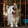 Фото профиля The Socialists for Animals Society
