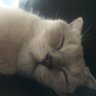 Felicious's profile picture