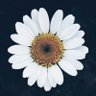 Bi profil fotoğrafı