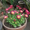 Фото профиля こがばあ