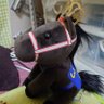 せきやうまえもん(中京競馬場主戦場・契約社員)'s profile picture