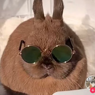 Conejitos para alegrar tu día's profile picture