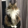 Crazy cat man 的头像