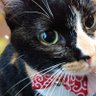 zuimikenuko profil fotoğrafı