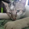 Ijal profil fotoğrafı