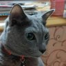 Profilbild von kenji