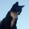 MonaLoca's profile picture