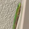 Фото профиля The Flying Gecko