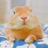 うさぽん 的头像
