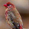 Фото профиля اليمن عنواني / تحيا الجمهورية اليمنية