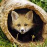 Fox ๐ต๐ช๐ฆ๐พ Solo Fox!!! profil fotoฤrafฤฑ