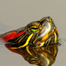 Marvin the Turtle's profile picture