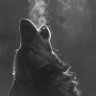 Leon Wulfe's profile picture