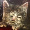 Crutch's profile picture