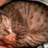 Kai Li profil fotoğrafı