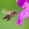 Profilbild von Honey Bee (male)