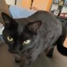 Angst's profile picture