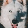 QuantumDog profil fotoğrafı