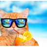 Profilbild von Cat (Official)