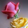 Фото профиля السهم