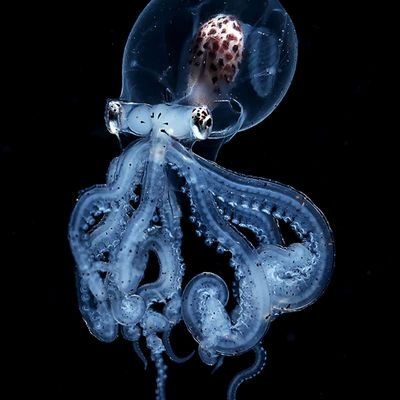 Zinedine's profile picture