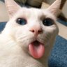 chinchar's profile picture