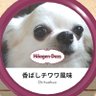 マキとーる(チワワ)'s profile picture