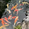 荷韵 profil fotoğrafı