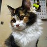 Фото профиля 猫のミークラス
