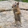 Sharty Havarti's profile picture