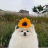 BBaby 🍀🍃🌻 profil fotoğrafı