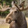 Moose184 的头像