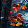 Фото профиля Drew Woody