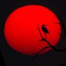 Jimbirdphotography profil fotoğrafı
