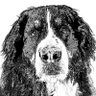 Profilbild von Roscoe