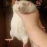asscheeks's profile picture