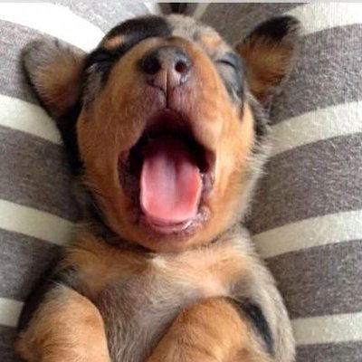 Dachshund Bonus's profile picture