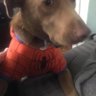 Dogentao's profile picture