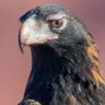 Nemspy profil fotoğrafı