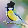 British Bird profil fotoğrafı